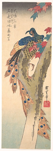 A peacock perched on a maple branch, its tail trailing down the tall narrow format of the print.